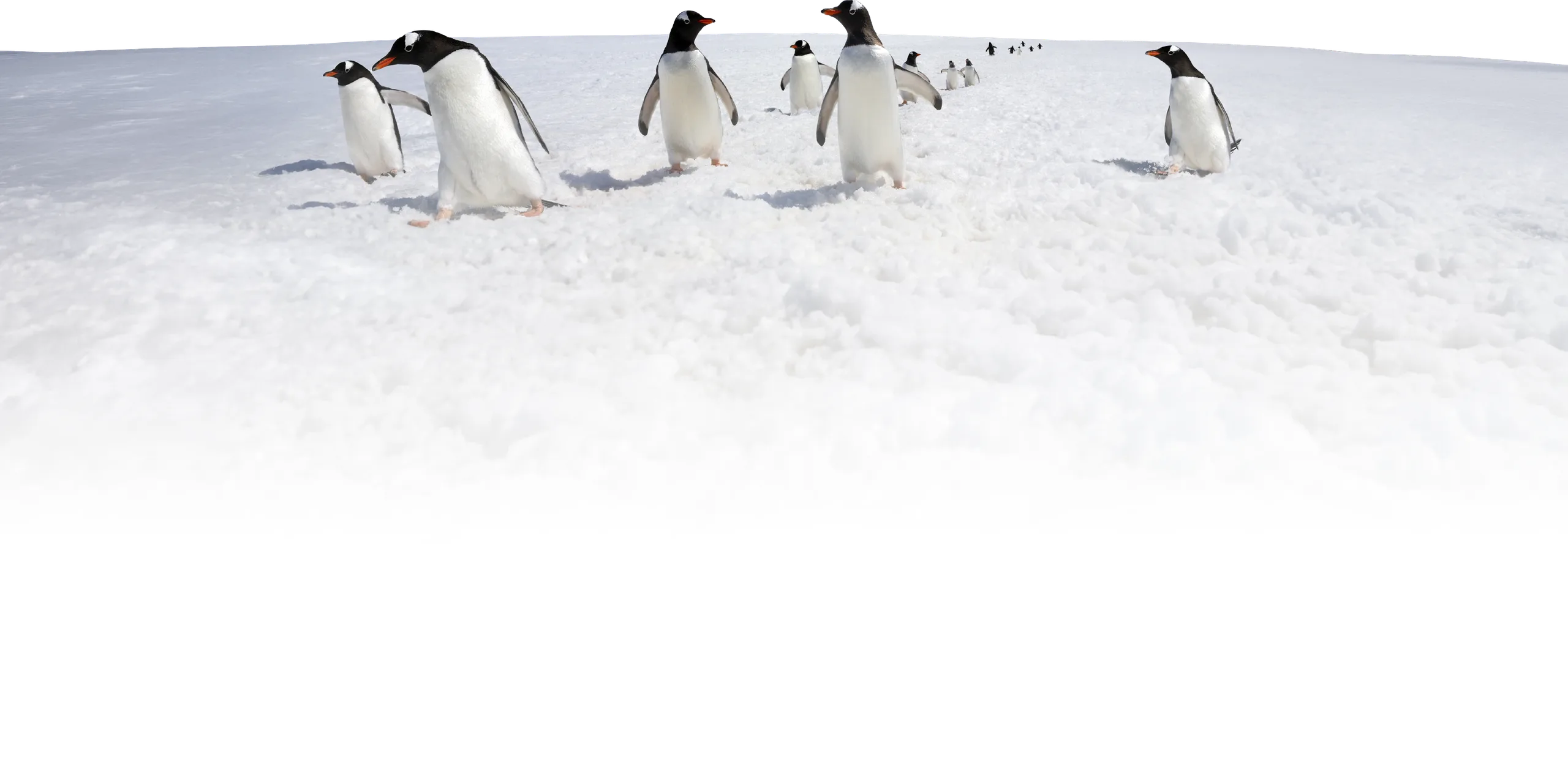 Pingüinos en la Antártica